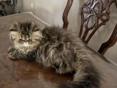 Daisy - Persian - Gallery Photo #1
