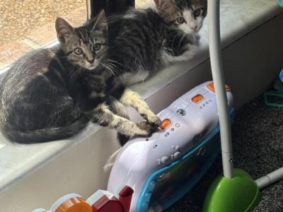 Richie And Nova - Domestic - Gallery Photo #1