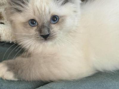 Blue Mitted Female - Ragdoll - Gallery Photo #1
