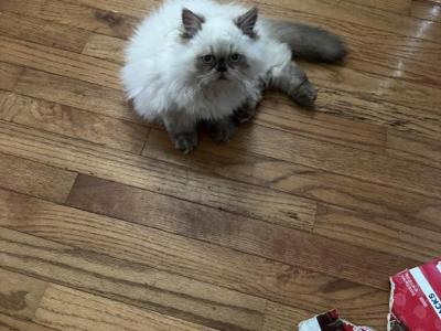 Chester Chocolate Point - Himalayan - Gallery Photo #1