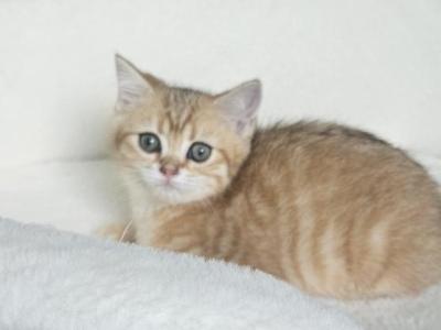 Brittesh Male 2 - British Shorthair - Gallery Photo #1