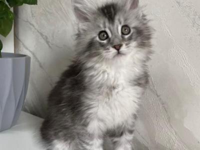 Boy V70 - Maine Coon - Gallery Photo #1