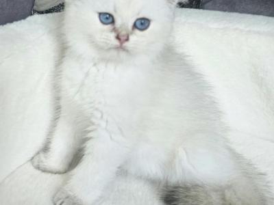 British White  Male - British Shorthair - Gallery Photo #1