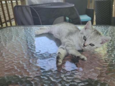 Silver Teddy Bear Scottish Girl - British Shorthair - Gallery Photo #1