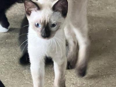 QUEENS SIAMESE - Siamese - Gallery Photo #1