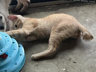 ORANGE MALE MANX - Manx - Gallery Photo #1