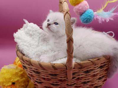 LuLu's Girl Blue Lynx - Ragdoll - Gallery Photo #1