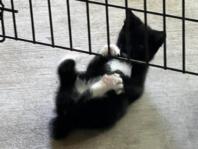 WHISKER GIRL - Manx - Gallery Photo #1