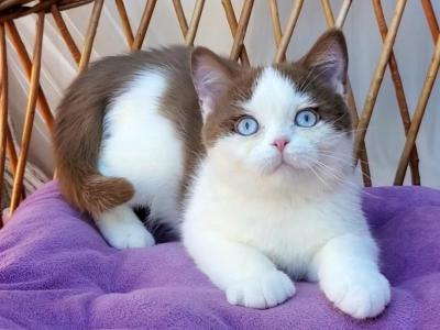 Steven - British Shorthair - Gallery Photo #1