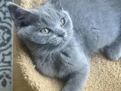 Ella - Scottish Straight - Gallery Photo #1