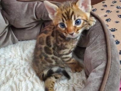 Abby - Bengal - Gallery Photo #1