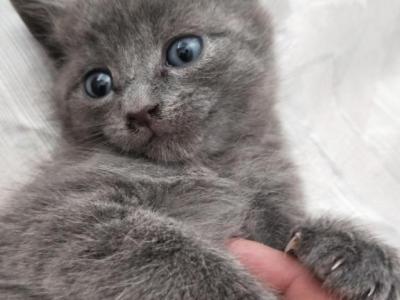Luna - British Shorthair - Gallery Photo #1