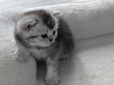 Bella's Cuties - Scottish Fold - Gallery Photo #1