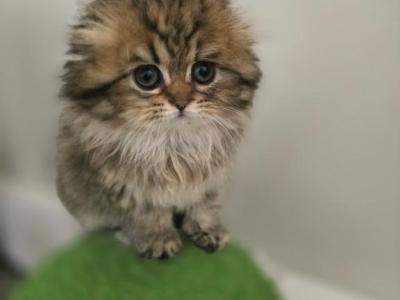 Pixie - Scottish Fold - Gallery Photo #1