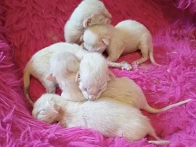 Late June Litter - Siamese - Gallery Photo #1