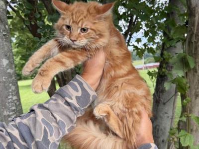 Irvin - Maine Coon - Gallery Photo #1