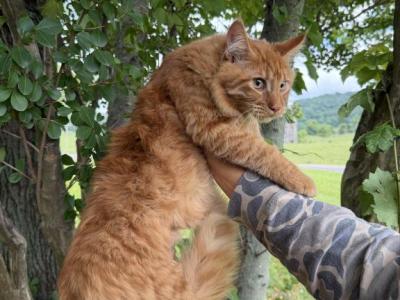 Boots - Maine Coon - Gallery Photo #1