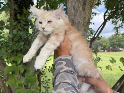 XXL CREAM SMOKE - Maine Coon - Gallery Photo #1