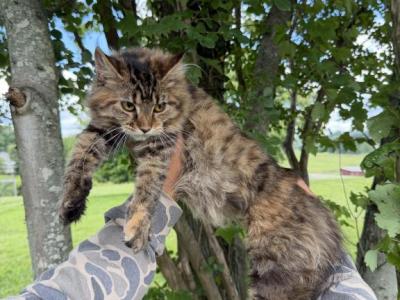 Sisco - Maine Coon - Gallery Photo #1