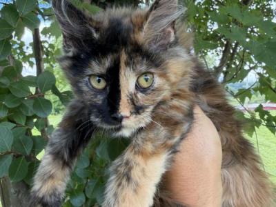 SPLIT FACE XXL TORBIE - Maine Coon - Gallery Photo #1