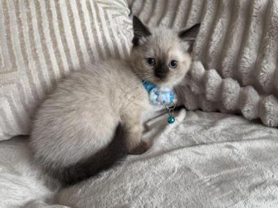 Siamese Boy And Girl - Siamese - Gallery Photo #1
