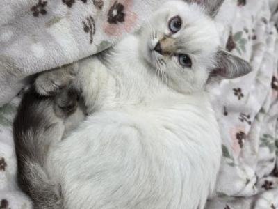 Scottish X Munchkin Cross - Scottish Fold - Gallery Photo #1