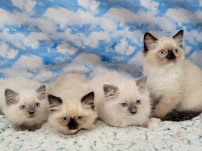 Summer Kitten - Ragdoll - Gallery Photo #1
