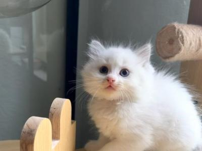 Mochi - Ragdoll - Gallery Photo #1