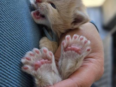 MaineCoon Babies - Maine Coon - Gallery Photo #1