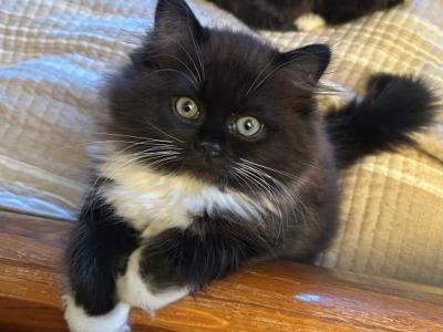 Adorable Tuxedo Ragdoll Kitten - Ragdoll - Gallery Photo #1