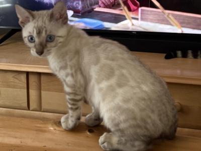 Dani Baby - Bengal - Gallery Photo #1
