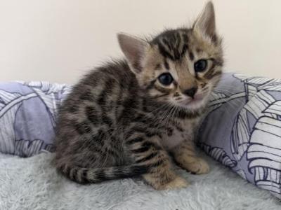 Bengal Kitten Litter - Bengal - Gallery Photo #1