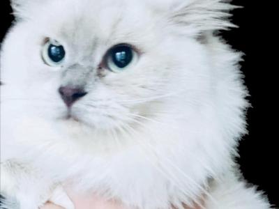 Fall Litter KATS Ravishing Ragdolls - Ragdoll - Gallery Photo #1