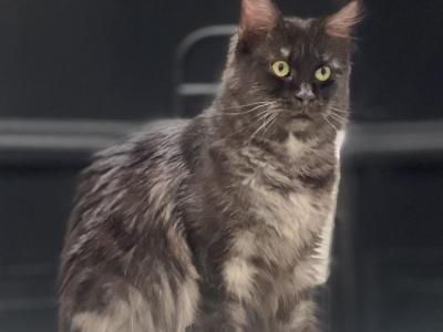 Maleficent - Maine Coon - Gallery Photo #1