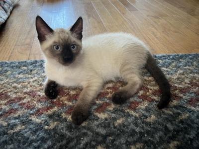 Yoshie - Siamese - Gallery Photo #1