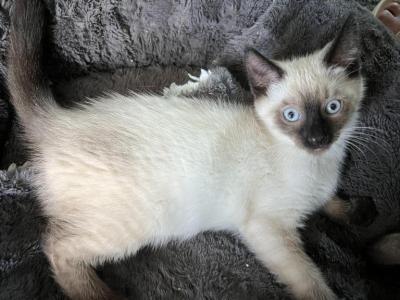 Mario - Siamese - Gallery Photo #1