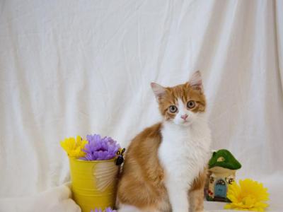 Jujube's Baby - Scottish Straight - Gallery Photo #1