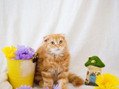 Peach's Baby - Scottish Fold - Gallery Photo #1