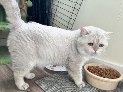 Mishu - British Shorthair - Gallery Photo #1