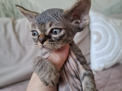Black Tabby Male - Devon Rex - Gallery Photo #1