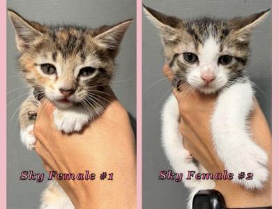 Female Kittens - Domestic - Gallery Photo #1