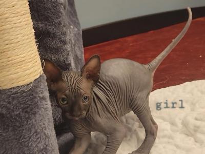 Bristol - Sphynx - Gallery Photo #1