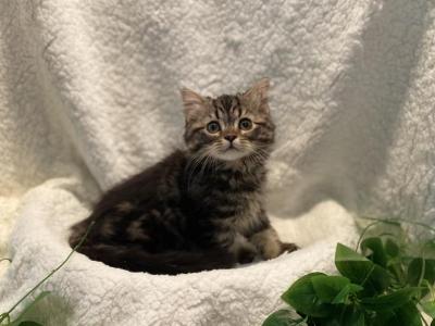 Baby Boy - Persian - Gallery Photo #1