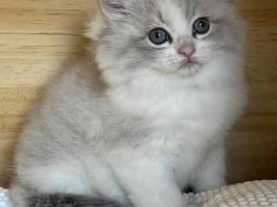 Blue Cream Torbie Bicolor Female - Ragdoll - Gallery Photo #1