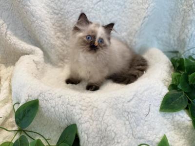 Short Baby - Minuet - Gallery Photo #1