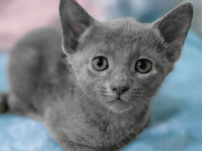 Russian Blue Kitten 9 Weeks Old - Russian Blue - Gallery Photo #1