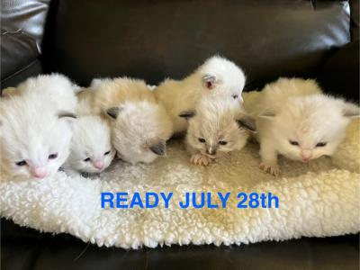Ready July 28th - Ragdoll - Gallery Photo #1