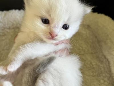 RESERVED Brunson's Princess - Ragdoll - Gallery Photo #1