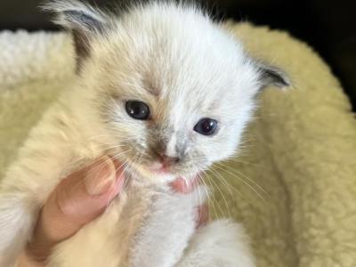 Momo's Seal Point Prince 1 - Ragdoll - Gallery Photo #1