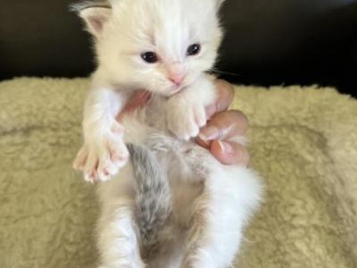 Momo's Blue Bicolor Prince 3 - Ragdoll - Gallery Photo #1